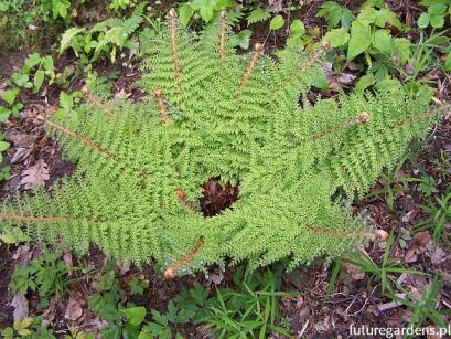 Paprotnik szczecinkozębny Polystichum setiferum /C3