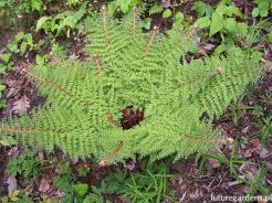 Paprotnik szczecinkozębny Polystichum setiferum /C3