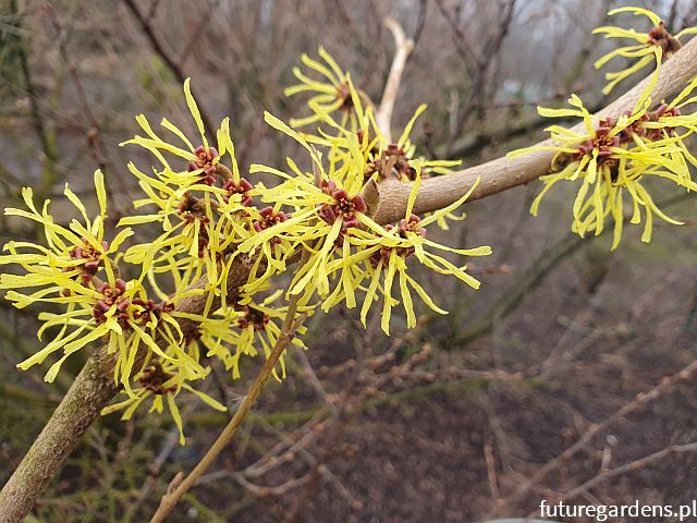 Oczar żólty PALLIDA Hamamelis x intermedia C2/30-40cm *K18