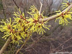 Oczar żólty PALLIDA Hamamelis x intermedia C2/30-40cm *T6