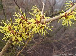 Oczar żólty PALLIDA Hamamelis x intermedia C2/30-40cm *K18