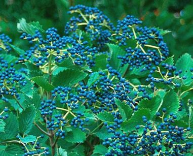 Kalina ząbkowana BLUE MUFFIN 'Christom' Viburnum dentatum C3/50cm