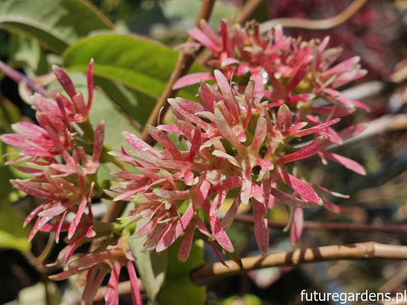 Heptakodium chińskie Heptacodium miconioides - krzew C5/60cm *K8