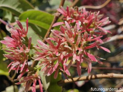 Heptakodium chińskie Heptacodium miconioides - krzew C5/60cm *K8