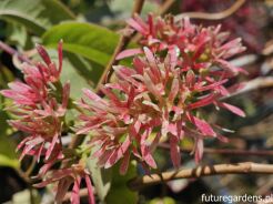 Heptakodium chińskie Heptacodium miconioides - krzew C5/60cm *K8