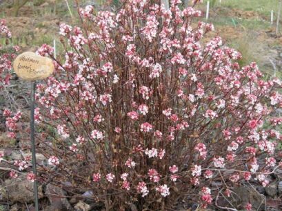  Kalina wonna Viburnum farreri syn.Viburnum fragrans C2/20-30cm *K20