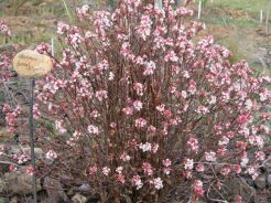 Kalina wonna Viburnum farreri syn.Viburnum fragrans C2/10-20cm *K13