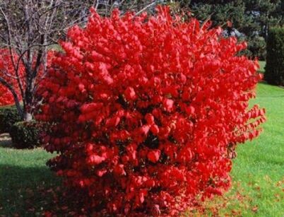 Trzmielina Oskrzydlona 'FIRE BALL' Euonymus alatus Płonący krzew C5/40cm