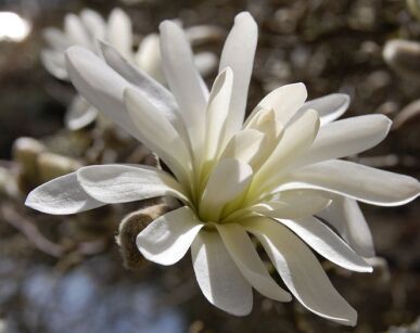 Magnolia stellata WATERLILY Magnolia gwiaździsta C3/80-100cm *9