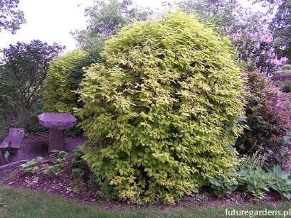 Jaśminowiec wonny AUREUS Philadelphus coronarius C3/20-30cm *K18