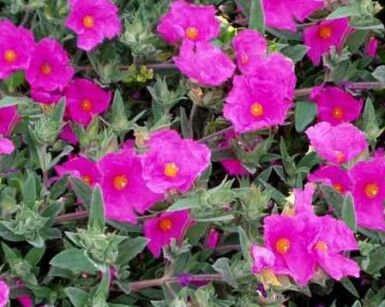Czystek SUNSET Cistus pulverulentus C1,5/20cm *T43