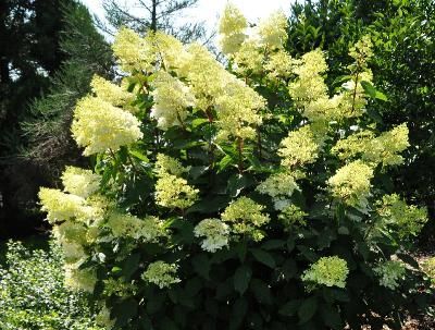 Hortensja miękkowłosa CRUQ FARM Hydrangea heteromalla /C3