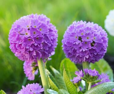 Pierwiosnek ząbkowany BLUE SELECTION Primula denticulata /C2 *K7