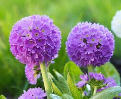 Pierwiosnek ząbkowany BLUE SELECTION Primula denticulata /C2 *K3