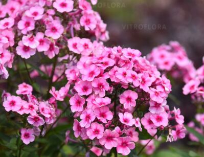 Floks karłowy EARLY PINK Phlox paniculata /C2