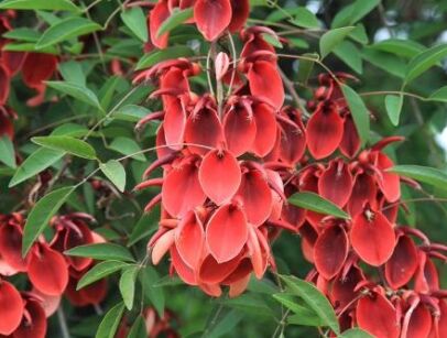 Erythrina crista-galli Koralowe drzewo - 5szt. nasion