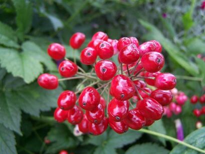 Czerniec czerwony Actaea rubra ~ 5szt. nasion