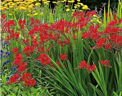 Cynobrówka LUCIFER Crocosmia, Montbrecja /C5