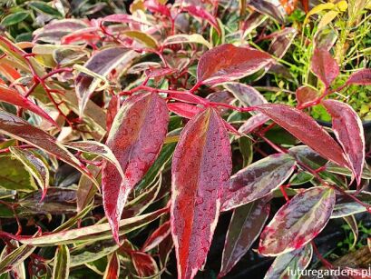 Kiścień wawrzynowy WHITEWATER Leucothoe fontanesiana C3/40-60cm *K20