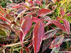 Kiścień wawrzynowy WHITEWATER Leucothoe fontanesiana C3/40-60cm *K20