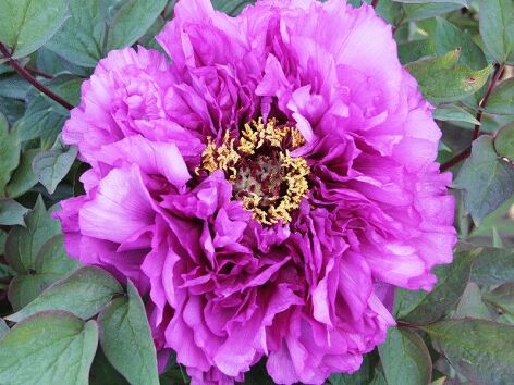 Piwonia drzewiasta LAWENDOWO-RÓŻOWA (CAI HUI) Paeonia suffruticosa C3/30cm *T11