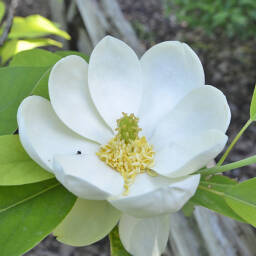  Magnolia virginiana Magnolia sina C4/60-80cm *TS