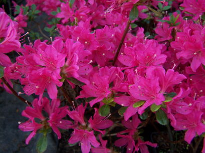 Azalia japońska KERMESINA na PNIU Japanese azalea C4/Pa 40-50(70)cm *18