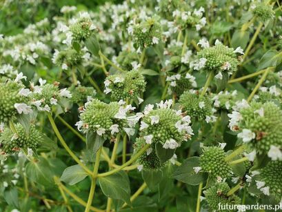Miętówka wiotka Pycnanthemum flexuosum /C2 *K7