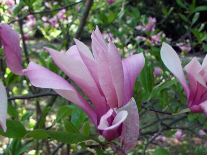 Magnolia BETTY C3/1,5m