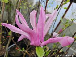 Magnolia BETTY C12/1,2m *TL