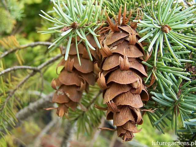 Daglezja zielona Pseudotsuga menziesi C12/100-120cm *P26