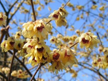 Zimokwiat wczesny VARIEGATA Chimonanthus praecox C10/1,2-1,4m