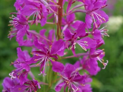 Wierzbownica wąskolistna in.Wierzbownica kiprzyca Epilobium angustifolium /C1,5 *K16