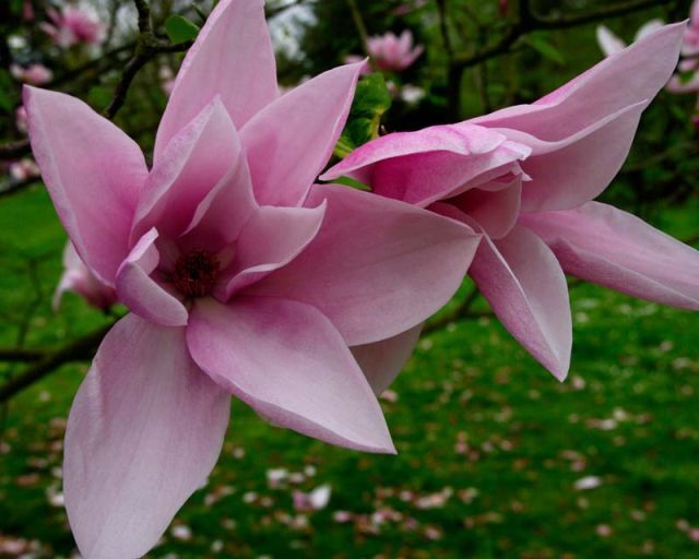 Magnolia STAR WARS C5(C10)/1,6-1,8m *TP