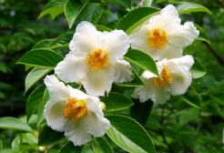 Stewarcja chińska Stewartia sinensis