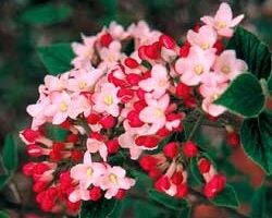 Kalina Burkwooda MOHAWK na PNIU Viburnum ×burkwoodii C3/Pa50(70)cm