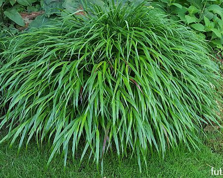 Hakonechloa macra GREENHILLS /P9 *5