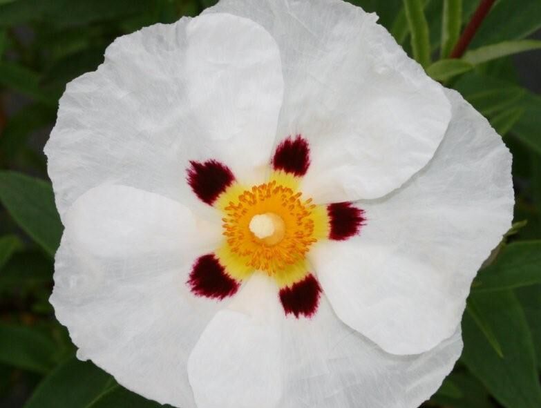 Czystek purpurowy ALAN FRADD Cistus purpureus C2/30cm *9