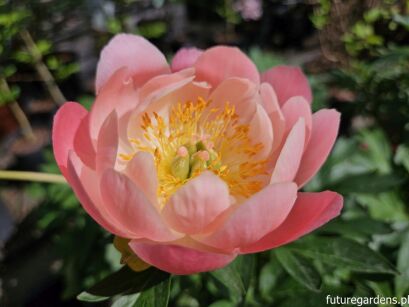 Piwonia PINK HAWAIAN CORAL Paeonia hybr. P.lactiflora x P.peregrina /C4 *K13