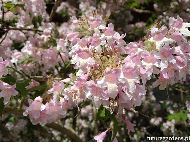 Kolkwicja chińska PINK CLOUD Kolkwitzia amabilis C5/60-80cm *T33