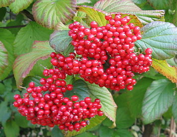 Kalina lipowa 'Henneke' CARDINAL CANDY® K.szorstkowłosa Viburnum dilatatum balot/60-80cm