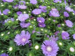Stokesia Peachie's Pick /C2,5