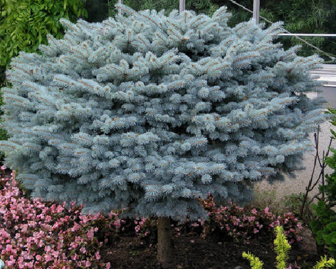 Świerk niebieski GLAUCA GLOBOSA Picea pungens C3/Pa30cm *K4