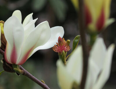 Magnolia zenii C5/60-80cm *T71