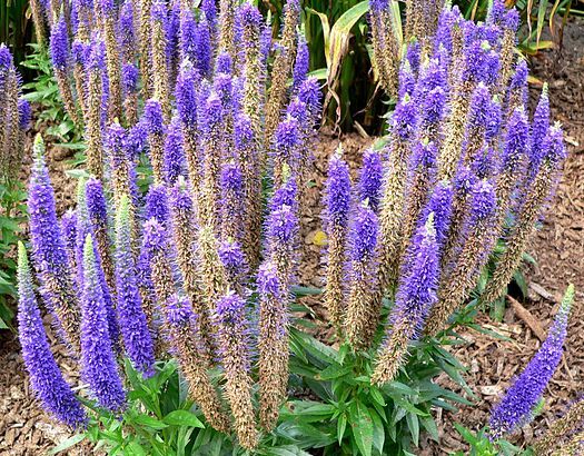 Przetacznik długolistny FIRST GLORY Veronica spicata /C2 *K3