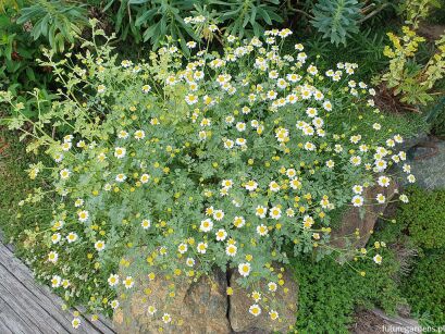 Wrotycz wielołodygowy JACKPOT Tanacetum niveum /P9 *K7