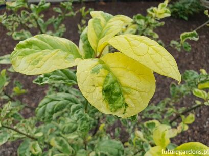 Oriksa japońska VARIEGATA Orixa japonica C5/60-80cm
