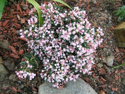Modrzewnica pospolita BLUE LAGOON Andromeda polifolia /C3 *K17