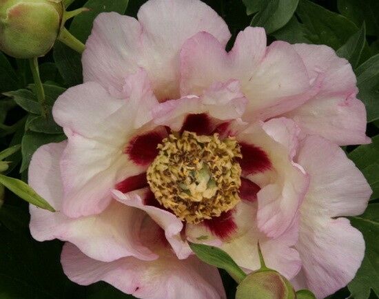 Piwonia ITOH 'PASTEL SPLENDOR' Paeonia ITOH /C4 *K14