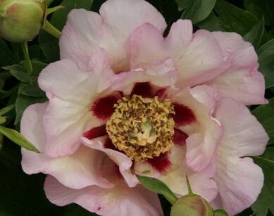 Piwonia ITOH 'PASTEL SPLENDOR' Paeonia ITOH /C4 *K16